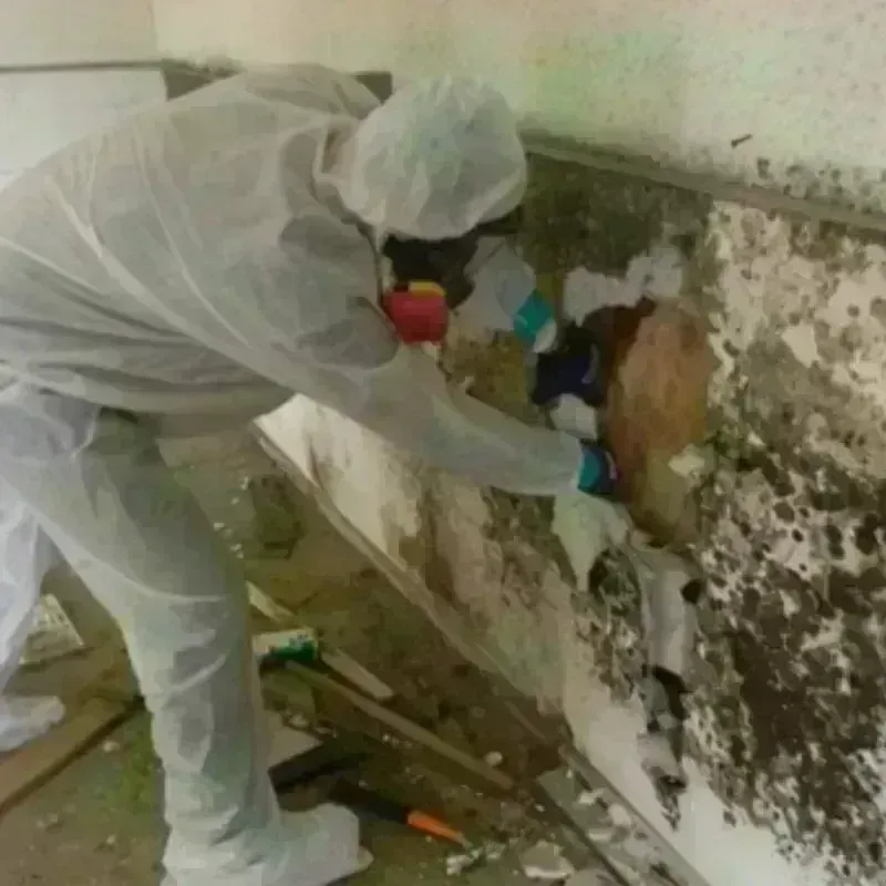 Best Mold Remediation and Removal Service in Fannett, TX